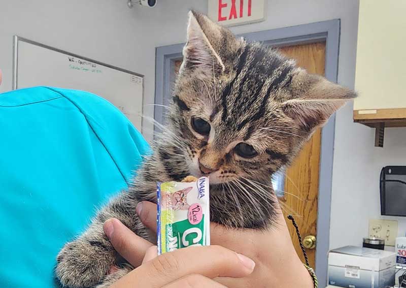 Carousel Slide 4: Cat veterinary care