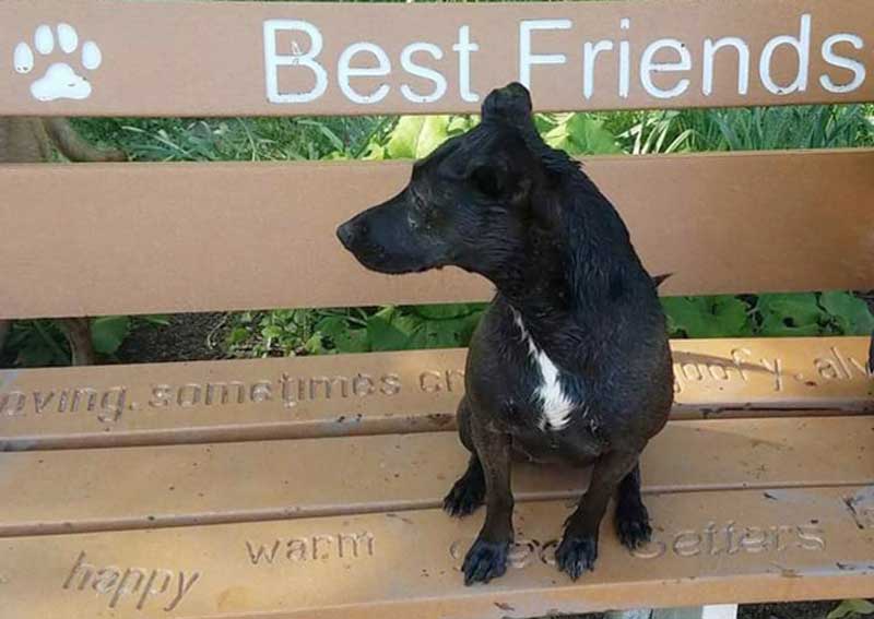 Carousel Slide 3: Learn more about Community Pet Care Hospital