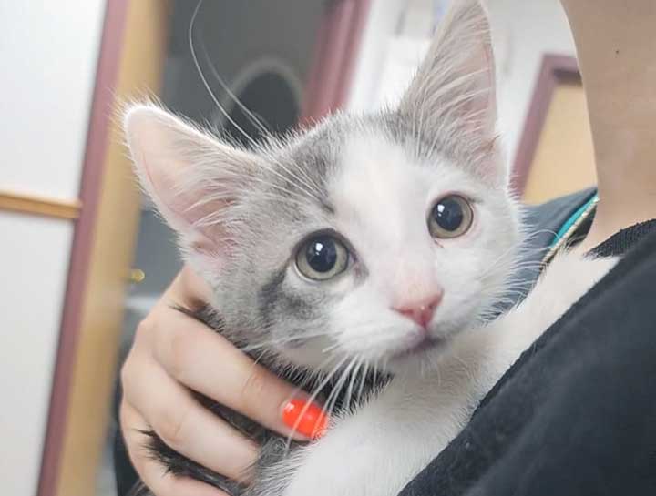 Preventive Care for Cats